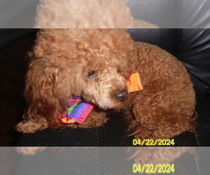 Poodle (Toy) Puppy for sale in DULUTH, GA, USA