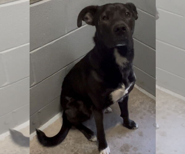Medium Photo #2 Labrador Retriever-Mountain Cur Mix Puppy For Sale in Sistersville, WV, USA