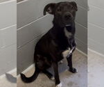 Small #1 Labrador Retriever-Mountain Cur Mix