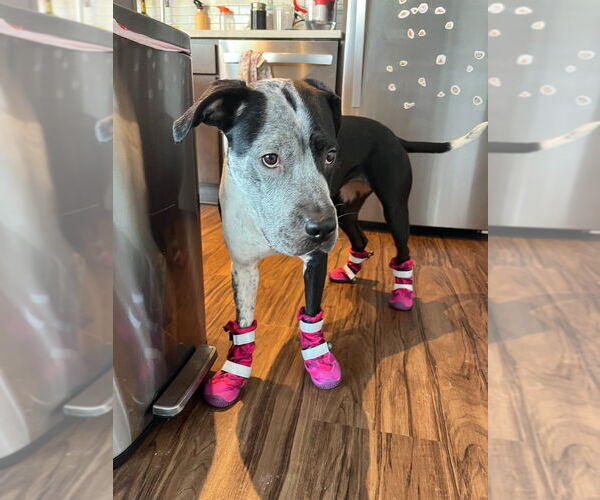 Medium Photo #3 Pointer-Unknown Mix Puppy For Sale in Minneapolis, MN, USA