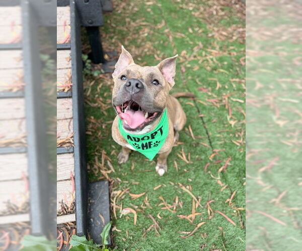 Medium Photo #3 American Bulldog-Unknown Mix Puppy For Sale in Fremont, CA, USA
