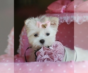 Maltese Puppy for sale in MIAMI, FL, USA