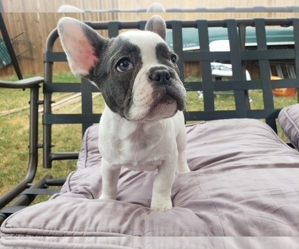 Medium Photo #1 French Bulldog Puppy For Sale in LITTLE ELM, TX, USA