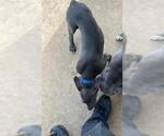 Small American Staffordshire Terrier