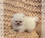 Small Photo #6 Pomeranian Puppy For Sale in CHULA VISTA, CA, USA