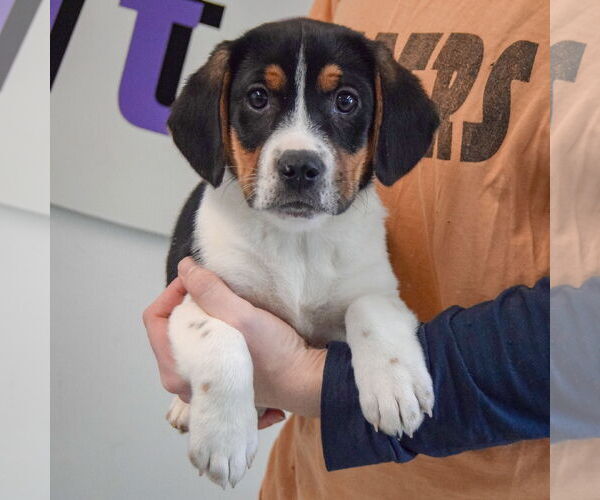 Medium Photo #4 Bagle Hound Puppy For Sale in Huntley, IL, USA