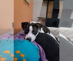 Small #2 Labrador Retriever Mix