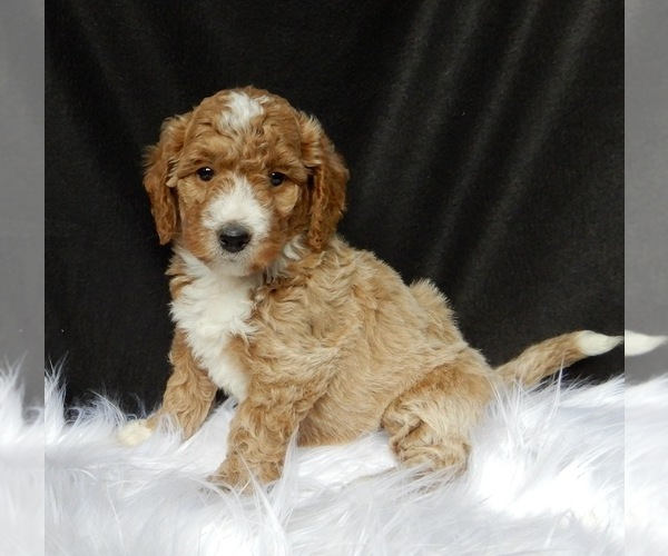 Medium Photo #2 Miniature Labradoodle Puppy For Sale in FREDERICKSBURG, OH, USA
