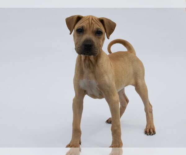 Medium Photo #2 Labrador Retriever-Unknown Mix Puppy For Sale in Lakewood, CO, USA
