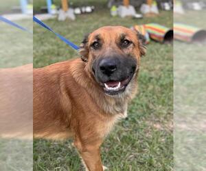 Golden Retriever-Unknown Mix Dogs for adoption in Conroe, TX, USA