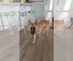 Small German Shepherd Dog