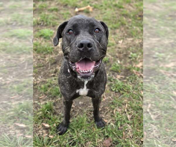 Medium Photo #3 American Pit Bull Terrier-Unknown Mix Puppy For Sale in Millersville, MD, USA