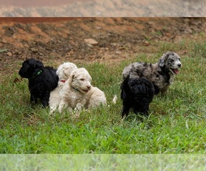 Goldendoodle Litter for sale in WESTMINSTER, SC, USA