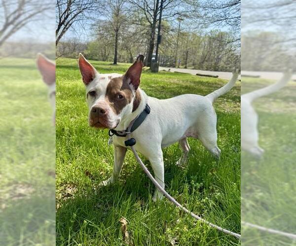 Medium Photo #2 Mutt Puppy For Sale in Forestville, MD, USA