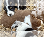 Puppy Nugget Australian Shepherd