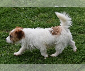 Father of the Russell Terrier puppies born on 09/11/2022