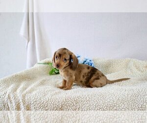 Dachshund Litter for sale in ROME CITY, IN, USA