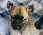 Small Photo #2 Belgian Malinois-Siberian Husky Mix Puppy For Sale in KANSAS CITY, MO, USA