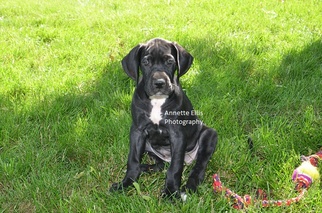 Great Dane Puppy for sale in MILLERSBURG, IN, USA