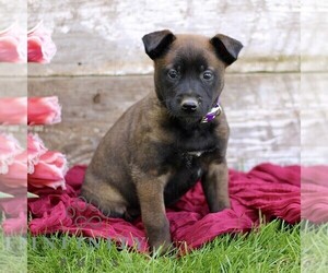 Belgian Malinois Puppy for sale in RONKS, PA, USA
