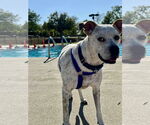 Small #6 Boxer Mix