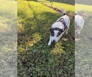 Abby - Female Rat Terrier-Unknown Mix Dog for Adoption - Photo #4