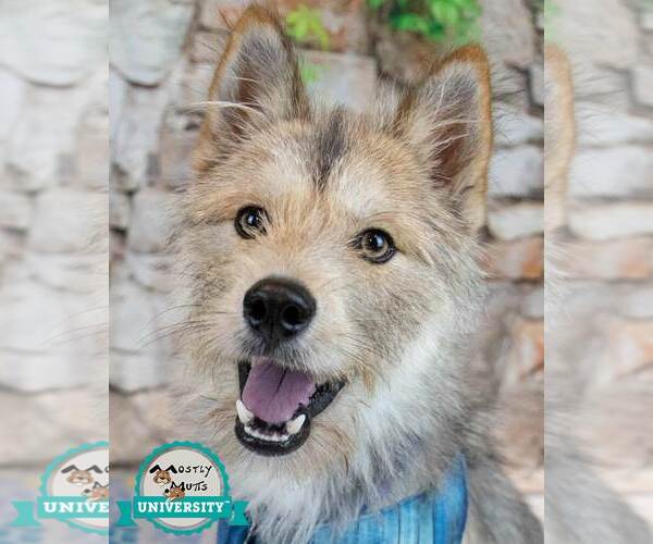 Medium Photo #1 Mutt Puppy For Sale in Kennesaw, GA, USA