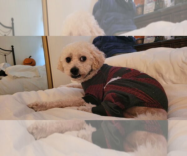 Medium Photo #1 Poodle (Standard)-Unknown Mix Puppy For Sale in Woodland Hills, CA, USA