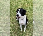 Small Photo #10 Border Collie Puppy For Sale in Rosenberg, TX, USA