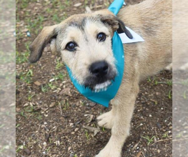 Medium Photo #1 Border Terrier-Unknown Mix Puppy For Sale in San Antonio, TX, USA