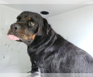 Rottweiler Dogs for adoption in Houston, TX, USA