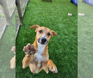 Mutt Dogs for adoption in oakland, FL, USA