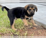 Small #3 Mutt