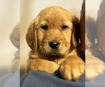 Small #3 Golden Retriever