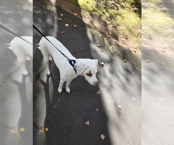 Medium Photo #19 Lab-Pointer Puppy For Sale in Brewster, NY, USA