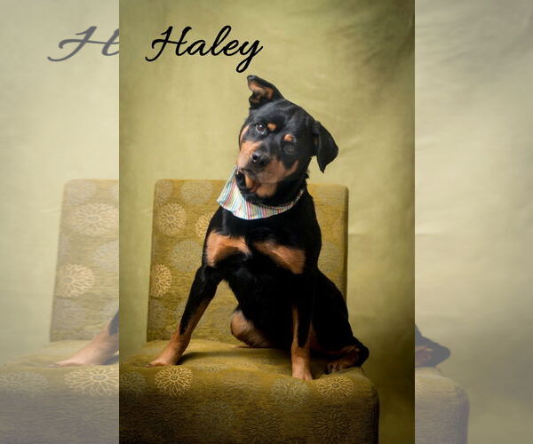 Medium Photo #1 Rottweiler-Unknown Mix Puppy For Sale in North Myrtle Beach, SC, USA