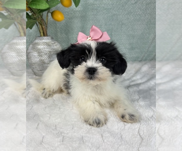 Medium Photo #2 ShihPoo Puppy For Sale in FRANKLIN, IN, USA