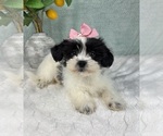 Small #1 ShihPoo