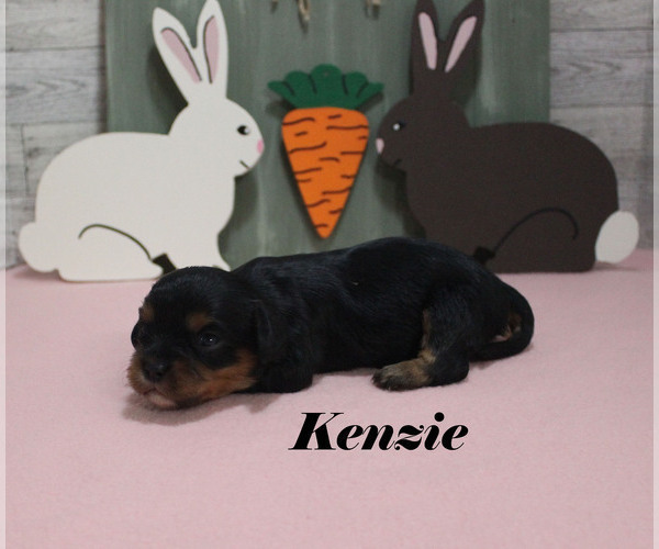 Medium Photo #7 Cavalier King Charles Spaniel Puppy For Sale in CHANUTE, KS, USA