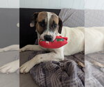 Small #6 Treeing Walker Coonhound Mix