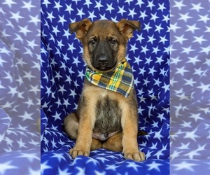 German Shepherd Dog Puppy for sale in ELKTON, MD, USA