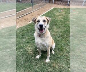 Medium Australian Shepherd-Great Pyrenees Mix