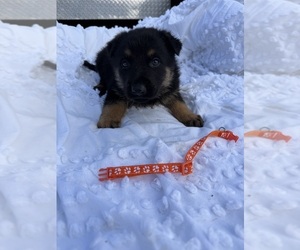 German Shepherd Dog Puppy for sale in GREENVILLE, NC, USA