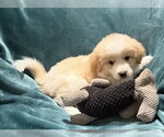 Small Australian Retriever