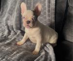 Small #3 French Bulldog