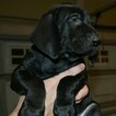 Small Photo #2 Vizsla-Weimaraner Mix Puppy For Sale in MILLBROOK, AL, USA