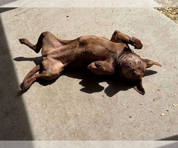 Medium Photo #1 Mutt Puppy For Sale in Placerville, CA, USA