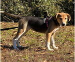 Small #6 German Shepherd Dog-Whippet Mix