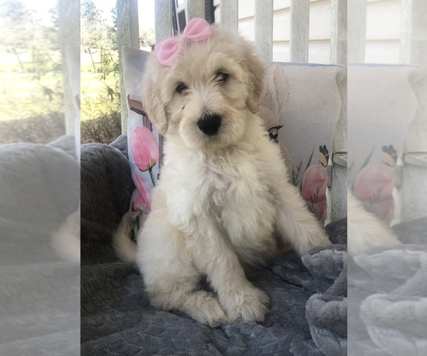 Medium Photo #1 Goldendoodle Puppy For Sale in GREENWOOD, AR, USA