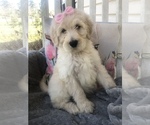 Small Photo #1 Goldendoodle Puppy For Sale in GREENWOOD, AR, USA